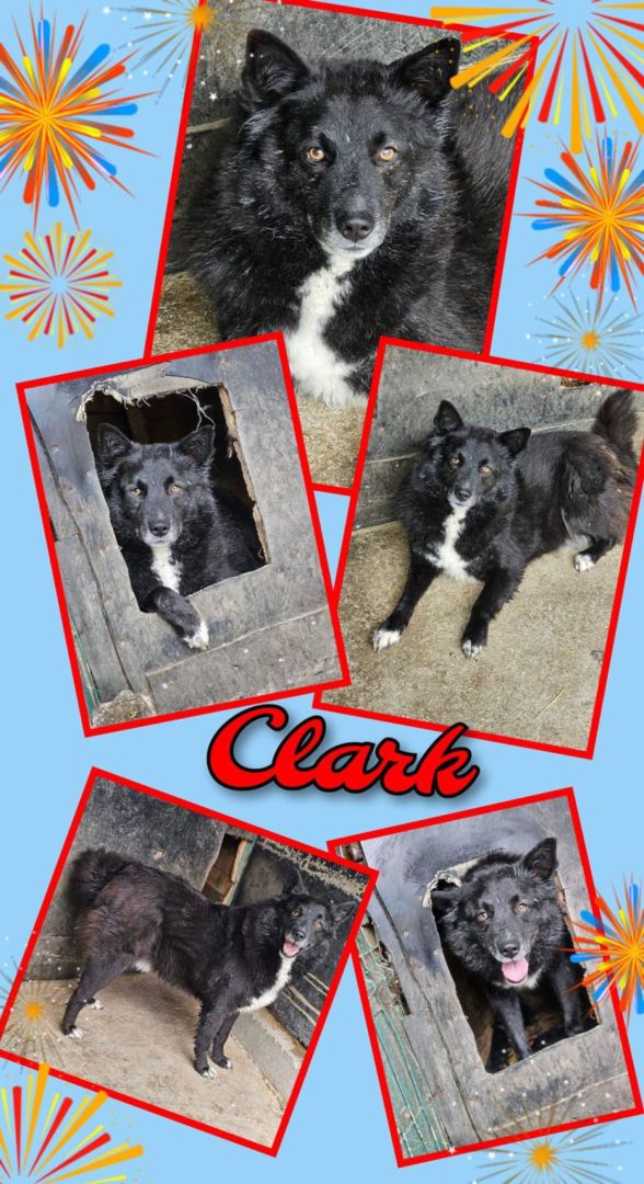 Clark, Mischling, Aufenthalt in Rumänien