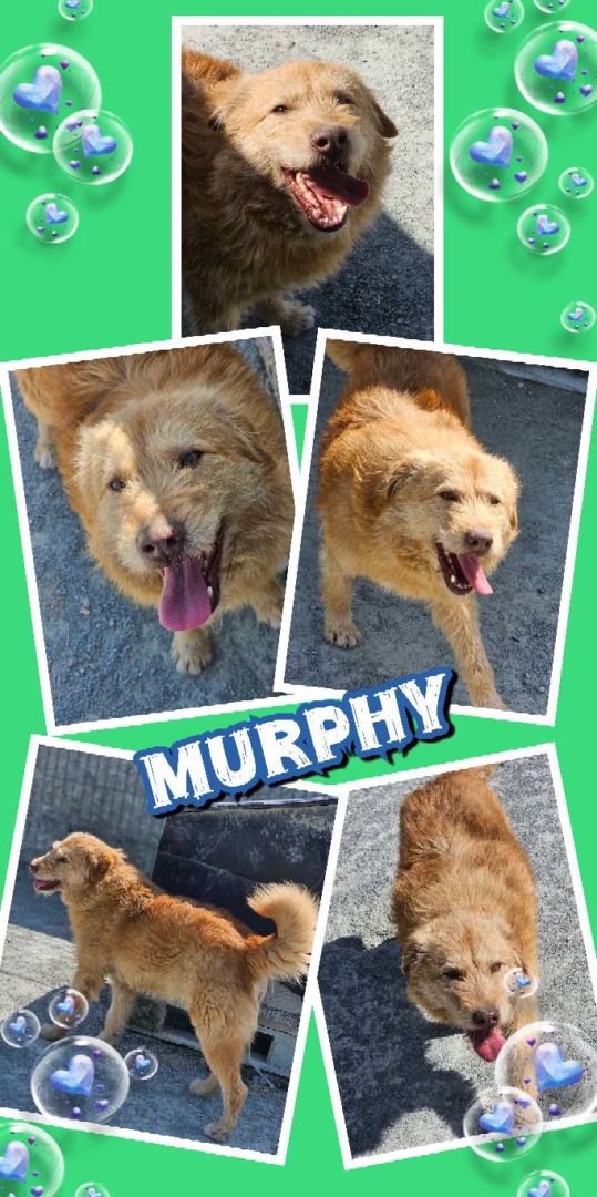 Murphy, Mischling, Aufenthalt in Rumänien