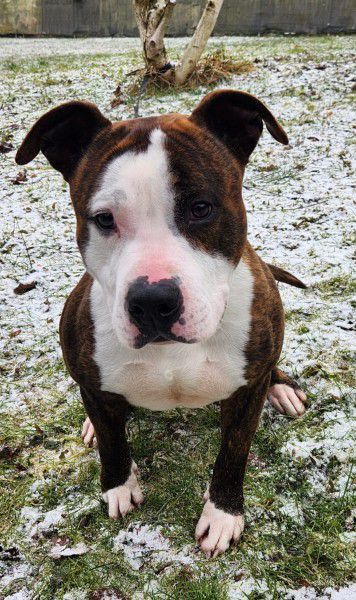 Pierre, Amstaff.-Mix, Stuttgart