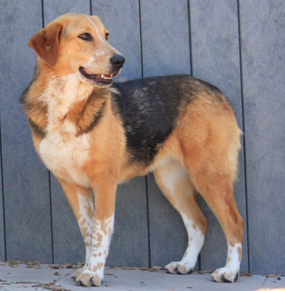 Macy, Jagdhund-Mix, Stuttgart