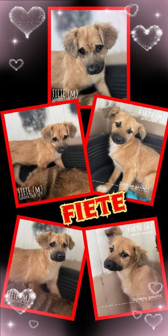 Fiete, Mischling, Aufenthalt in Rumänien, Botosani