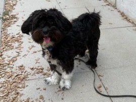 Kevin, Tibet-Terrier-Mix, Stuttgart