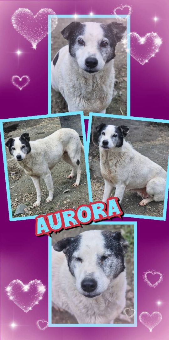 Aurora, Mischling, Aufenthalt in Rumänien, Botoșani
