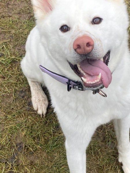 Shira, Akita Inu, Stuttgart