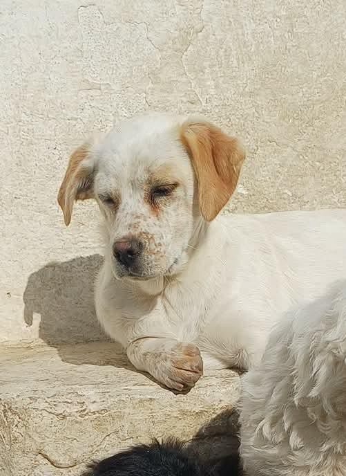 Yuki, Mischling-Mischling, Köln