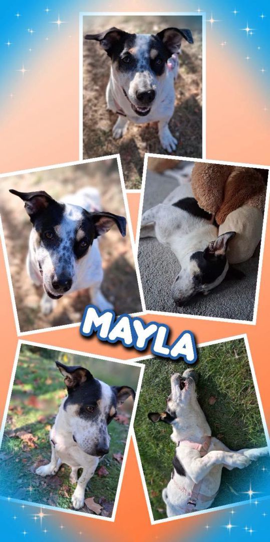 Mayla, Mischling, Aufenthalt in Deutschland, Braunschweig