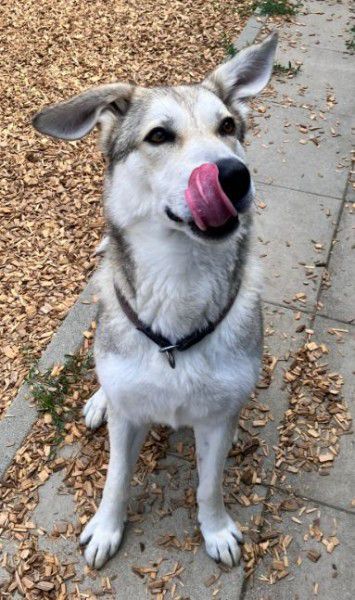 Dobby, Husky-Mischling, Stuttgart