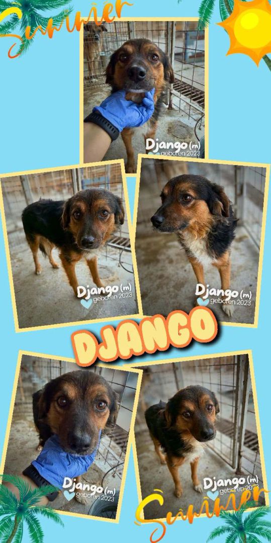 Django, Mischling, Aufenthalt in Rumänien, Tierheim Botosani Rumänien