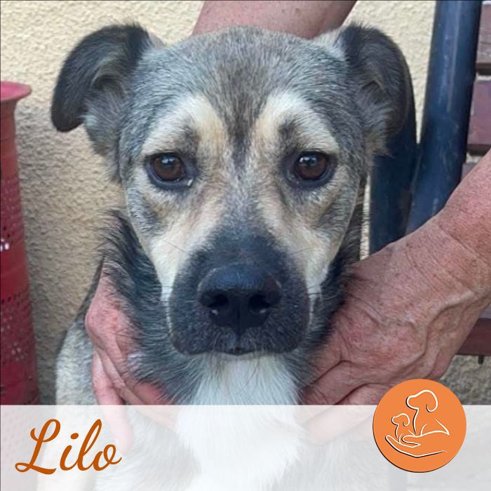 Lilo, Mischling, Dorsten