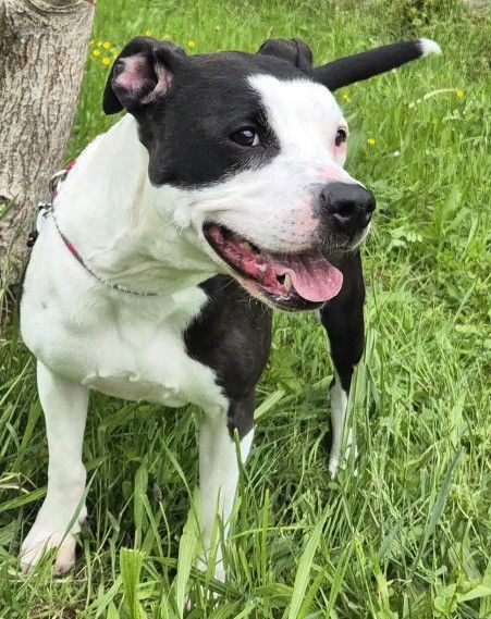 Lilly, Am. Staffordshireterrier - Mix, Stuttgart