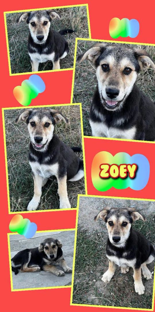 Zoey, Mischling, Aufenthalt in Rumänien, Constanta