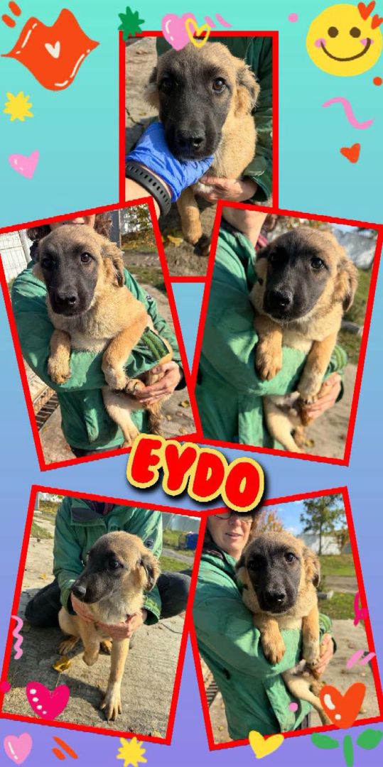 Eydo, Mischling, Aufenthalt in Rumänien, Botosani