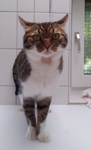 Franky, Europäisch Kurzhaar, Stuttgart