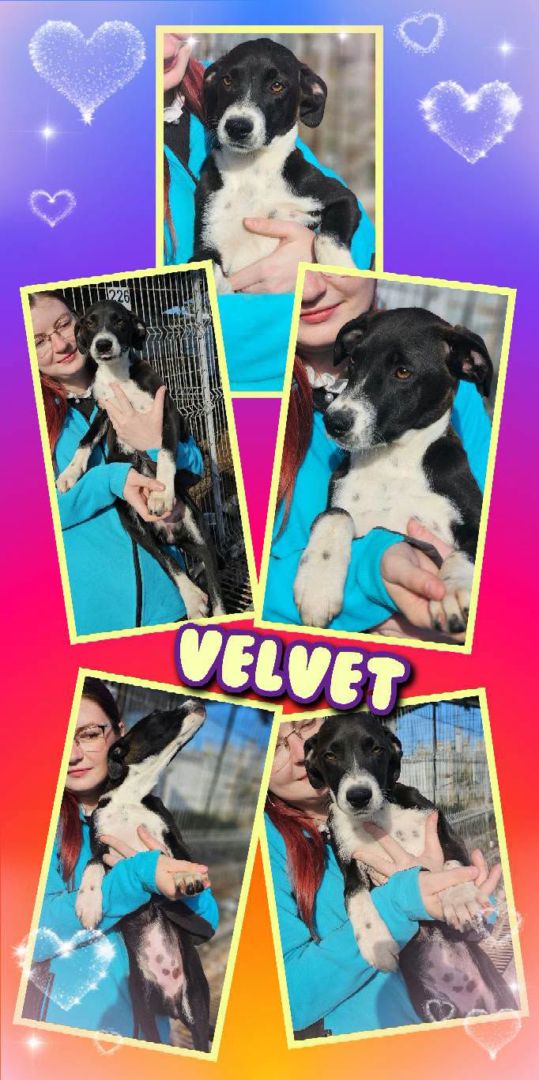 Velvet , Welpe-Mischling, Aufenthalt in Rumänien, Botoșani