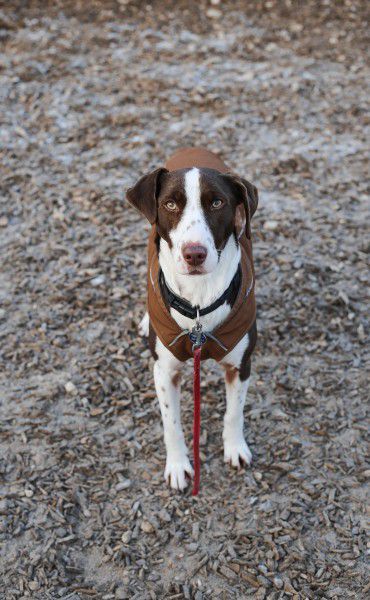 Bobbi, Jagdhund-Mix, Stuttgart