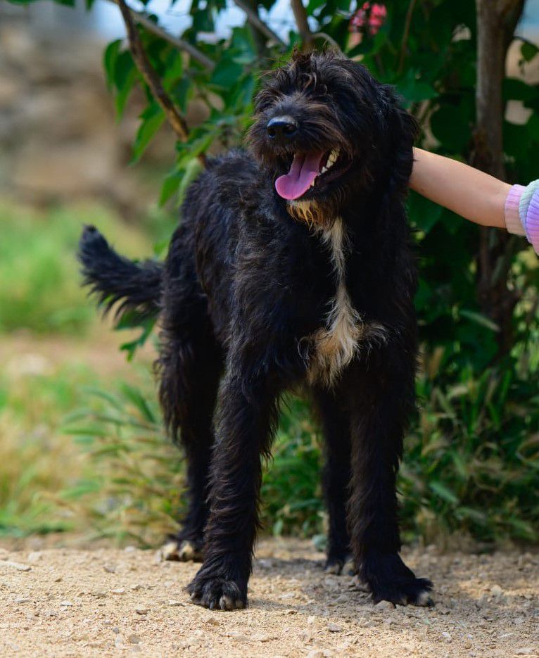 Frida, Schnauzer-Terrier-Mischling, Kitzingen