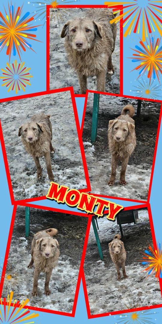 Monty, Mischling, Aufenthalt in Rumänien