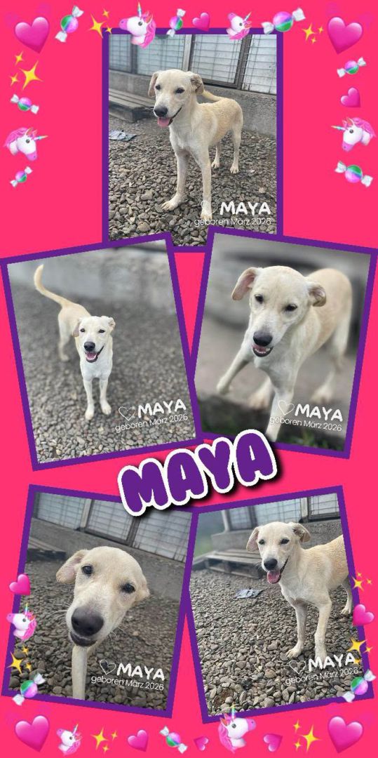 Maya, Mischling, Aufenthalt in Rumänien