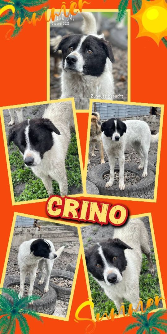 Crino, Mischling, Aufenthalt in Rumänien, Botoșani