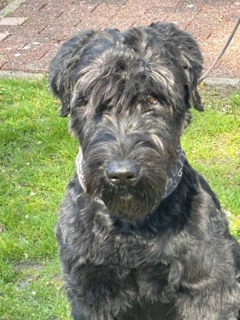 Camilo, Riesenschnauzer, Pegnitz