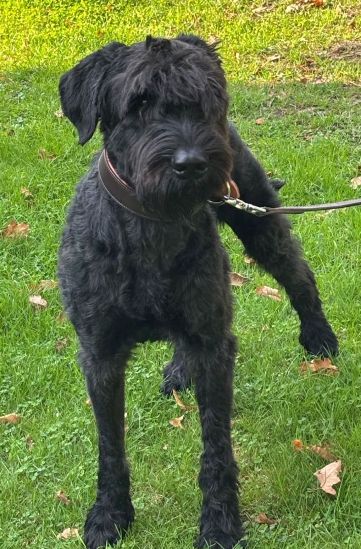 Camilo, Riesenschnauzer, Pegnitz