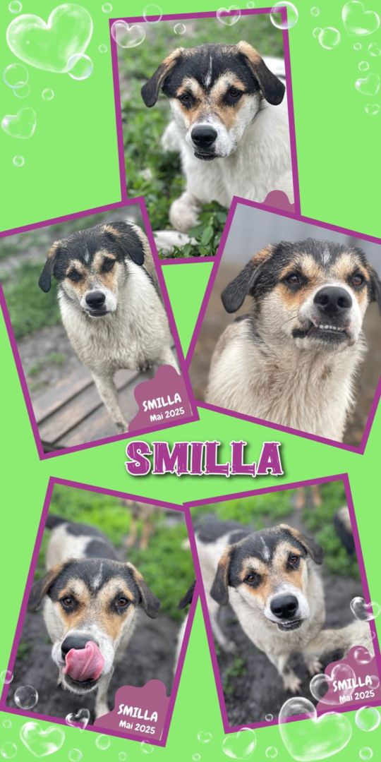 Smilla, Mischling, Aufenthalt in Rumänien