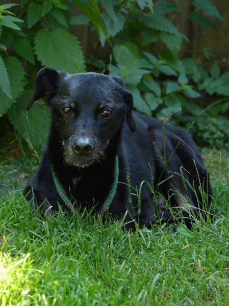 Ebony, Labrador-Mix, Stuttgart