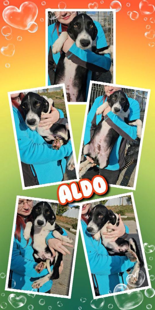 Aldo, Welpe-Mischling, Aufenthalt in Rumänien, Botosani
