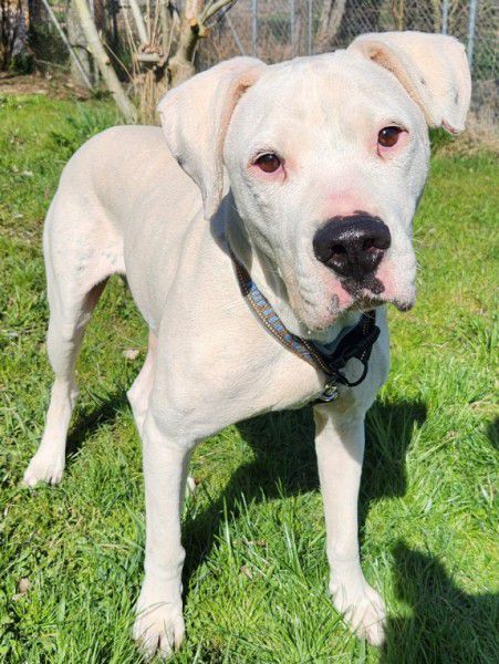 Boris, Dogo Argentino-Mix, Stuttgart