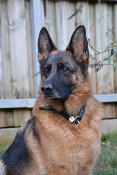 Kalinka, Deutscher Schäferhund, Stuttgart
