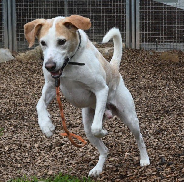 Sam, Jagdhund-Mix, Stuttgart