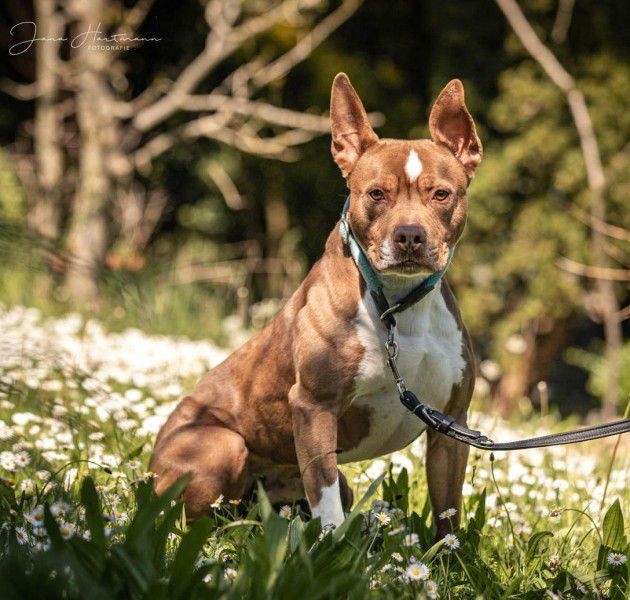 Pablo, Pitbull-Mix, Stuttgart