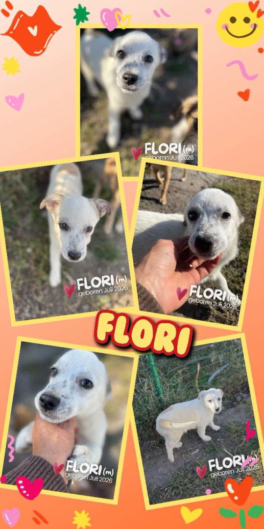 Flori, Mischling, Aufenthalt in Rumänien, Rumänien-Botosani
