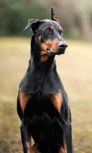 Zorba, Dobermann, Stuttgart