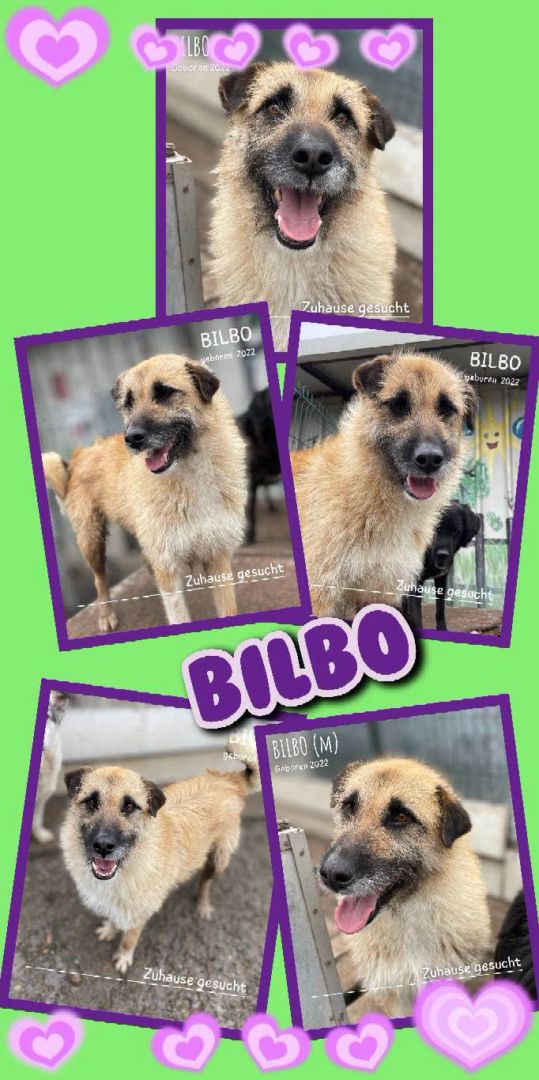 Bilbo, Mischling, Aufenthalt in Rumänien, Botoșani