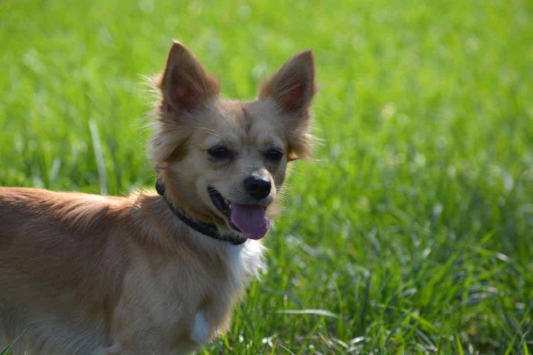 Leo, Chihuahua-Mischling, Pflegestelle in Slowakei, Trencin