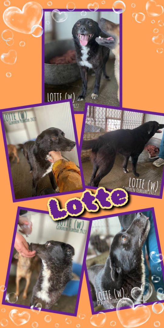 Lotte, Mischling, Aufenthalt in Rumänien, Botoșani