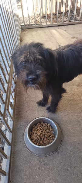 Negro, Schnauzer-Mix, Pegnitz