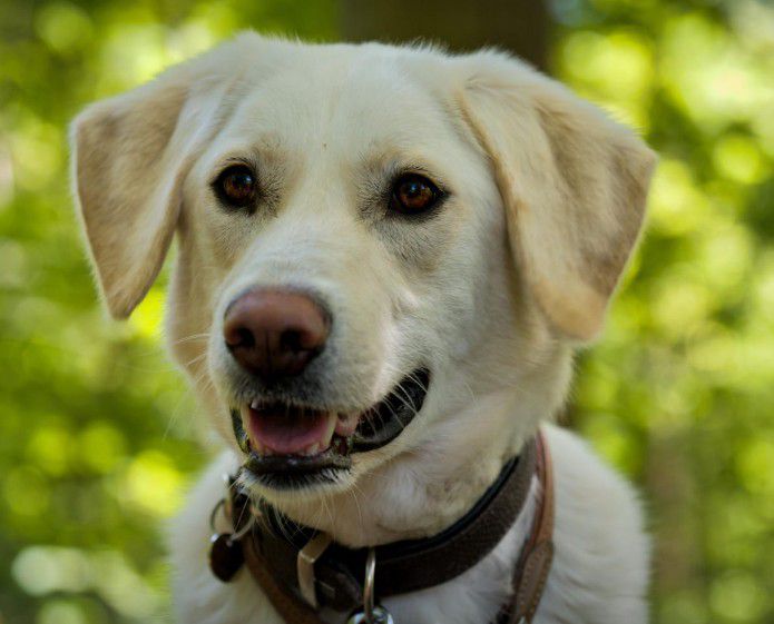 Myra, Labrador-Hirtenhund-Mix, Stuttgart