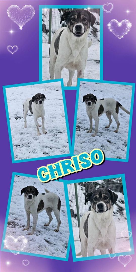 Chriso, Mischling, Aufenthalt in Rumänien