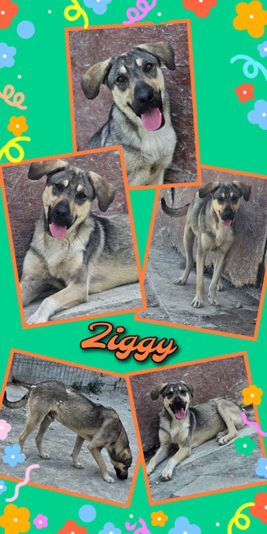 Ziggy, Mischling, Aufenthalt in Rumänien