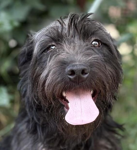 Sobor, Schnauzer-Mix, Pegnitz