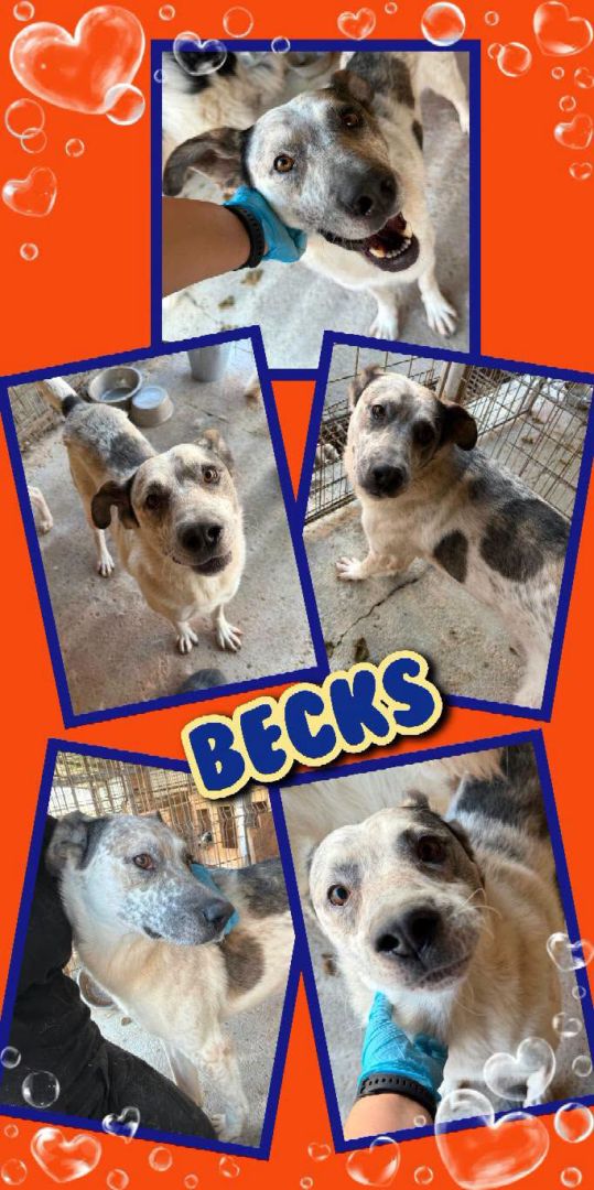 Becks, Mischling, Aufenthalt in Rumänien, Botosani