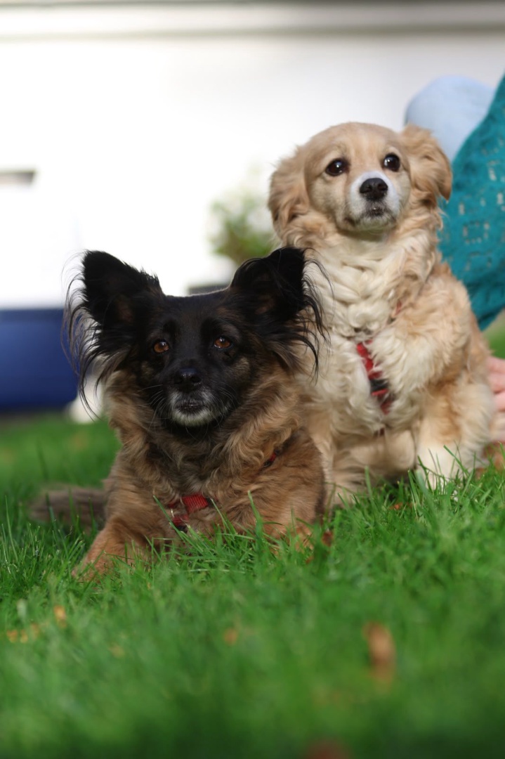 Ella & Frieda, Mischling, Hagen