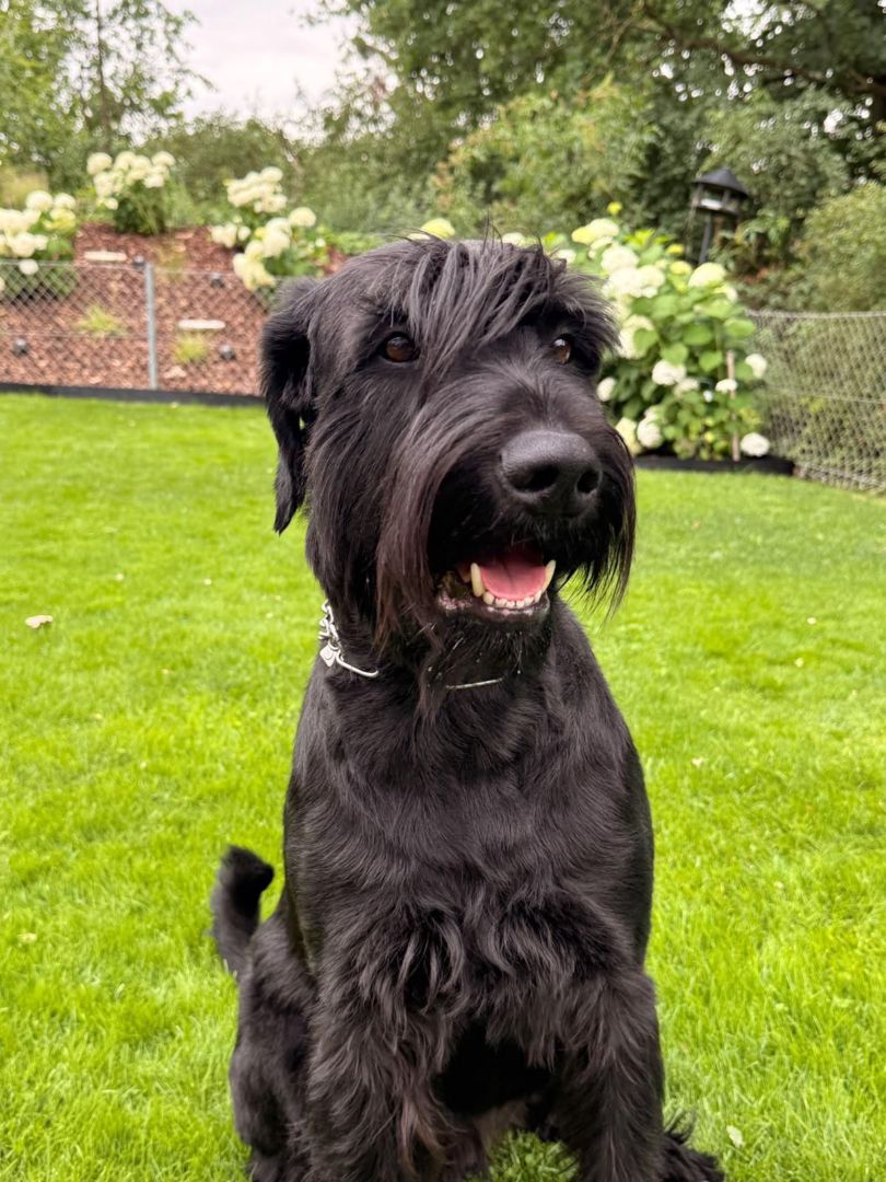 Dino, Riesenschnauzer, Pegnitz