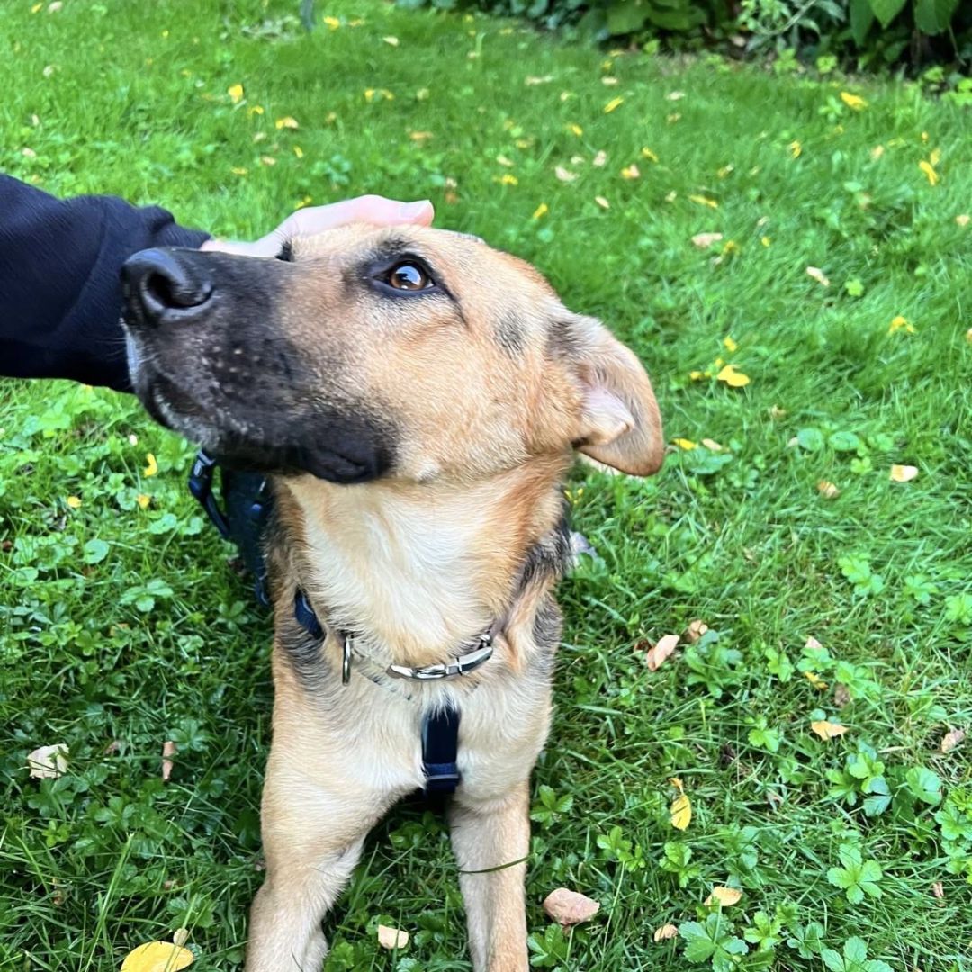 Amigo , Schäferhund Mix, Berlin 