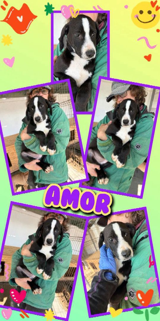 Amor, Mischling, Aufenthalt in Rumänien, Botosani