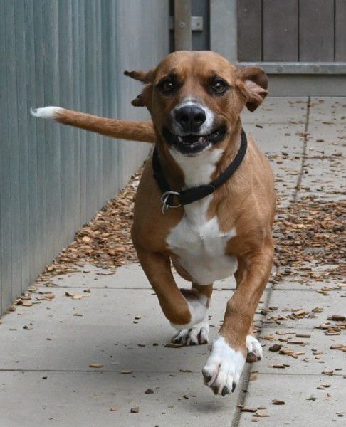 Bambi, Bracken-Mix, Stuttgart
