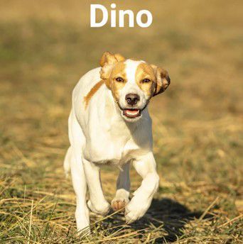 Dino, Istrianer Bracke, Kitzingen