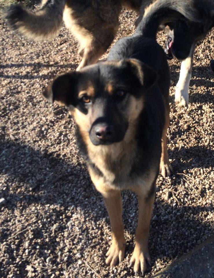 Lajka, Schäferhund-Mischling, Kitzingen